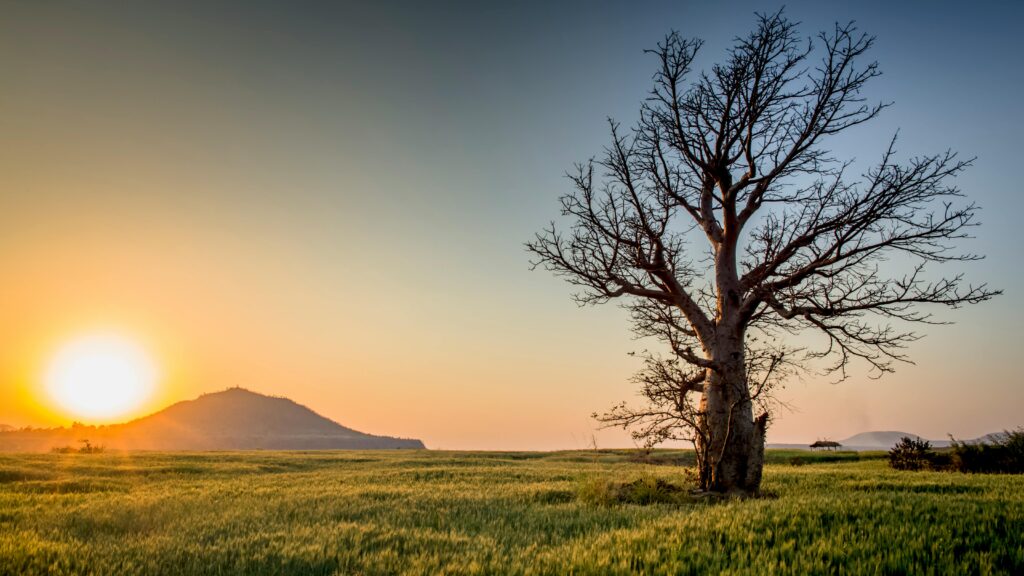 Serene sunset view of a lone tree in a lush field near Mandav, India.